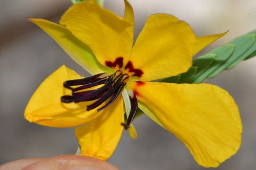 Chamaecrista fasciculata (partridge pea)