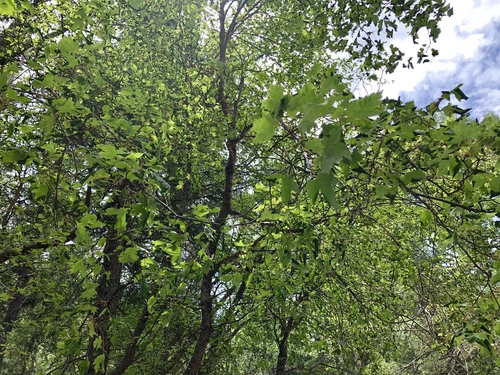 Acer glabrum (Douglas Maple) (alternate view 3)