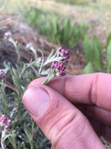 Antennaria rosea (Rosy Pussytoes) (alternate view 8)