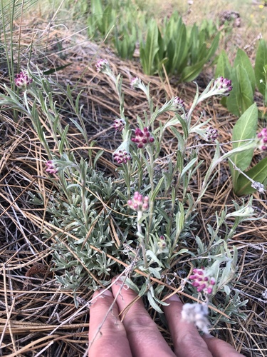Antennaria rosea (Rosy Pussytoes) (alternate view 9)
