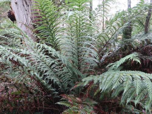 Todea barbara (king fern) (alternate view 7)