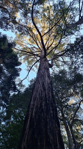 Eucalyptus microcorys (Tallowwood) (alternate view 5)