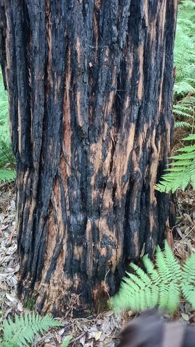 Eucalyptus microcorys (Tallowwood) (alternate view 6)