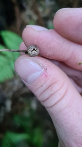 Eucalyptus microcorys (Tallowwood) (alternate view 8)