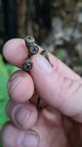 Eucalyptus microcorys (Tallowwood) (alternate view 9)