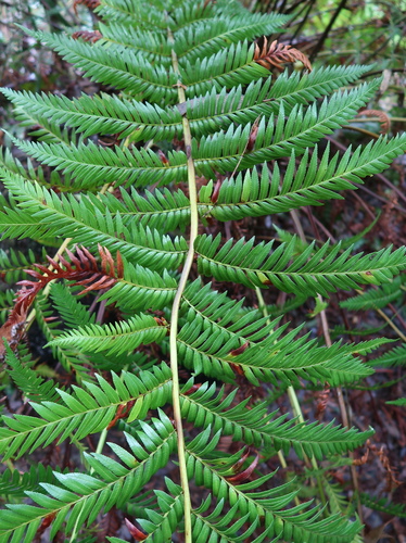Todea barbara (king fern) (alternate view 9)