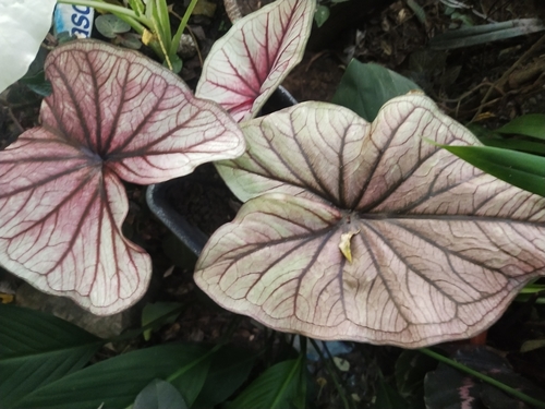 Caladium bicolor (Caladium)