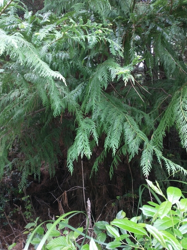 Chamaecyparis lawsoniana (Lawson Cypress)