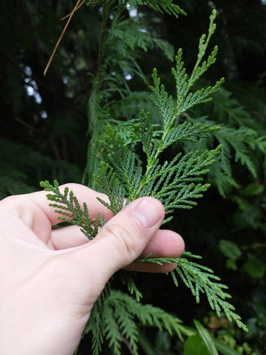Chamaecyparis lawsoniana (Lawson Cypress) (alternate view 2)