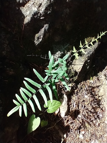 Pellaea atropurpurea (purple-stem cliffbrake)