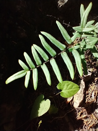 Pellaea atropurpurea (purple-stem cliffbrake) (alternate view 2)