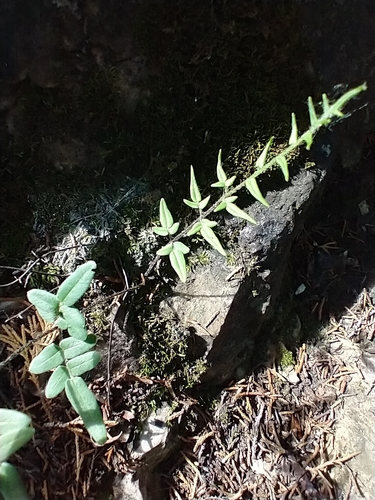Pellaea atropurpurea (purple-stem cliffbrake) (alternate view 3)