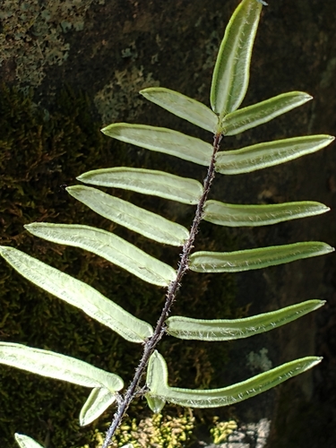 Pellaea atropurpurea (purple-stem cliffbrake) (alternate view 4)