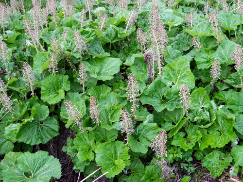 Petasites hybridus (Common Butterbur)
