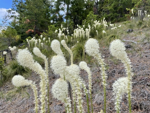 Xerophyllum tenax (Beargrass)