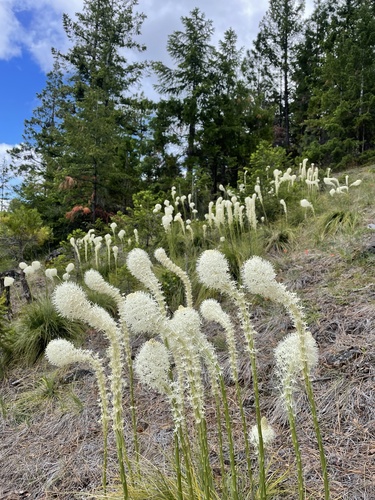 Xerophyllum tenax (Beargrass) (alternate view 2)