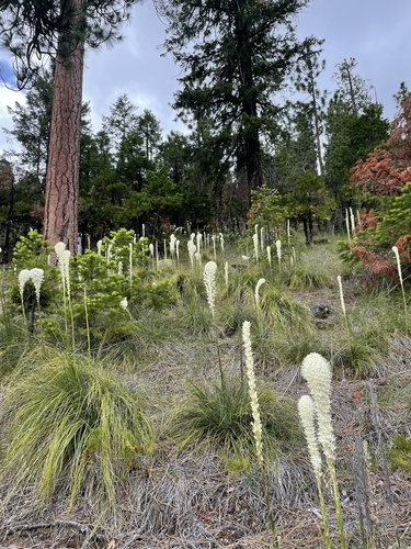 Xerophyllum tenax (Beargrass) (alternate view 3)