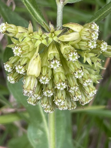 Asclepias viridiflora (green comet milkweed)