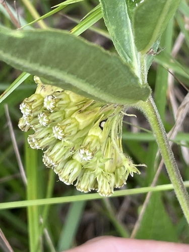 Asclepias viridiflora (green comet milkweed) (alternate view 2)