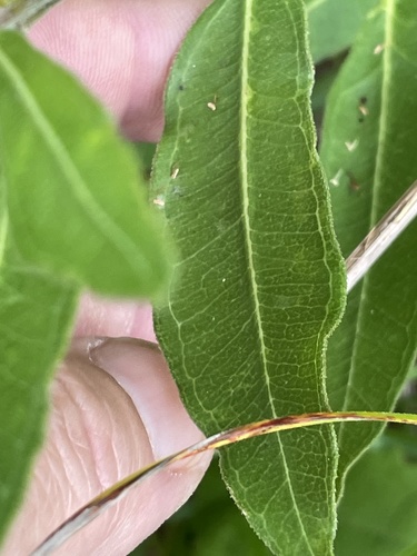 Asclepias viridiflora (green comet milkweed) (alternate view 3)