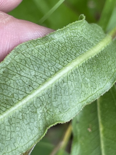 Asclepias viridiflora (green comet milkweed) (alternate view 4)