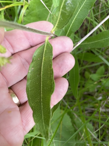 Asclepias viridiflora (green comet milkweed) (alternate view 5)