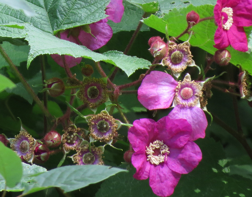 Rubus odoratus (purple-flowered raspberry)
