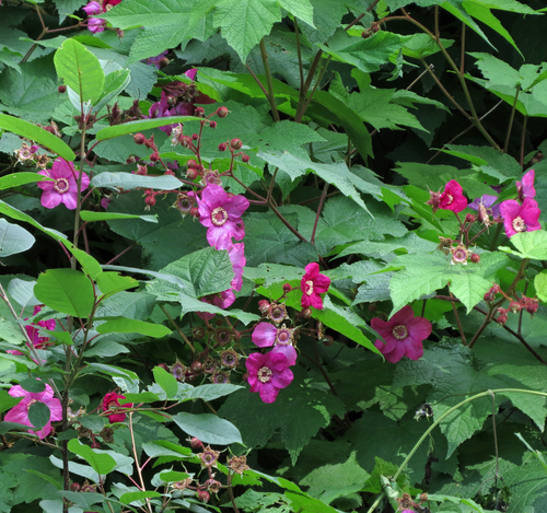 Rubus odoratus (purple-flowered raspberry)