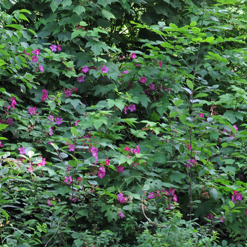 Rubus odoratus (purple-flowered raspberry)