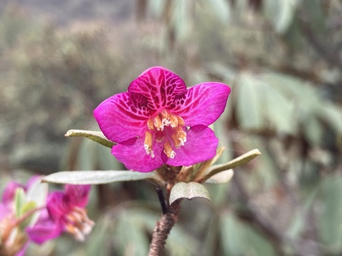Rhododendron lepidotum (scaly rhododendron) (alternate view 2)
