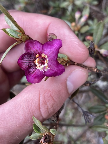 Rhododendron lepidotum (scaly rhododendron) (alternate view 3)