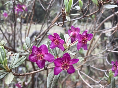 Rhododendron lepidotum (scaly rhododendron) (alternate view 4)