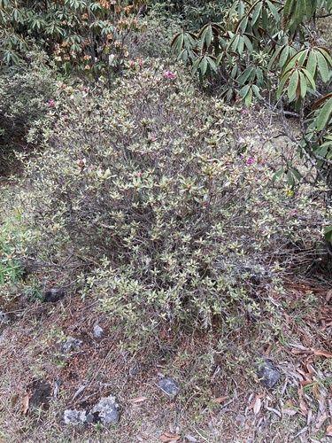 Rhododendron lepidotum (scaly rhododendron) (alternate view 5)