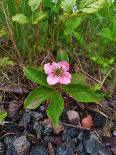 Cornus canadensis (bunchberry) (alternate view 8)
