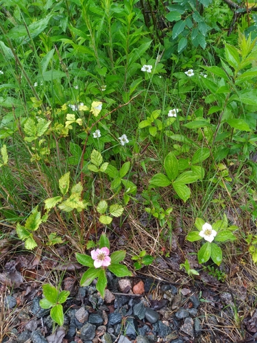 Cornus canadensis (bunchberry) (alternate view 9)