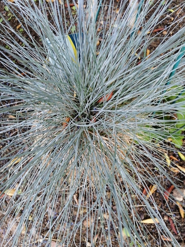 Festuca glauca (blue fescue) (alternate view 4)