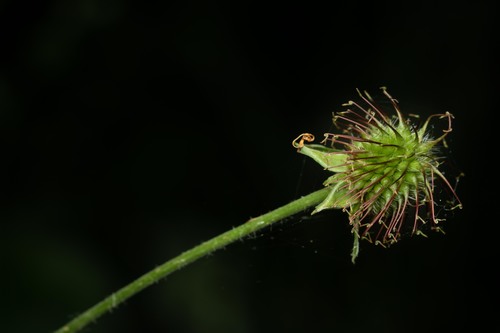 Geum urbanum (Wood Avens)