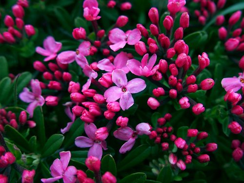Daphne cneorum (Rose Daphne) (alternate view 3)