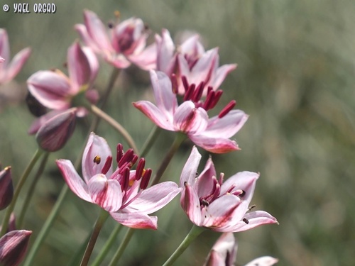 Butomus umbellatus (flowering rush) (alternate view 5)