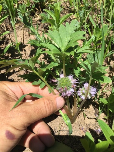 Hydrophyllum capitatum (ballhead waterleaf) (alternate view 7)