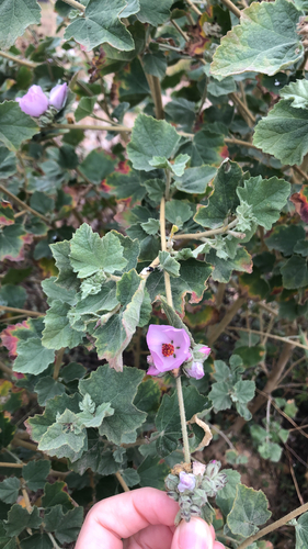 Malacothamnus fasciculatus (southern coastal bushmallow) (alternate view 4)