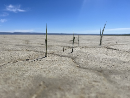 Distichlis spicata (Saltgrass) (alternate view 2)