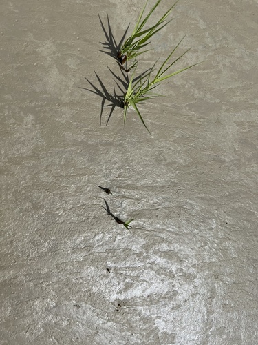 Distichlis spicata (Saltgrass) (alternate view 3)