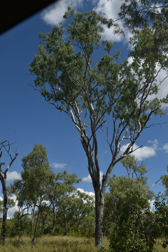 Corymbia tessellaris (Carbeen) (alternate view 6)