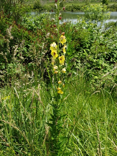 Verbascum blattaria (moth mullein) (alternate view 2)