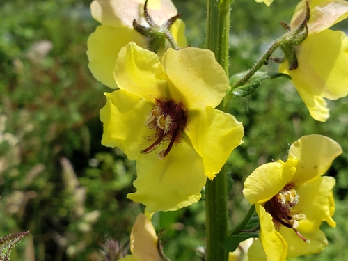 Verbascum blattaria (moth mullein) (alternate view 3)
