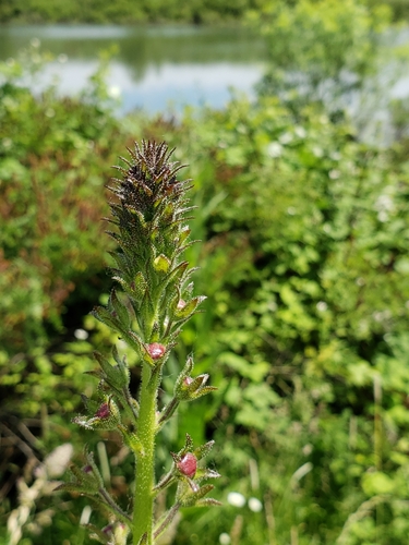 Verbascum blattaria (moth mullein) (alternate view 4)