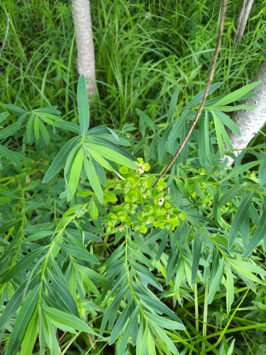 Euphorbia palustris (alternate view 8)