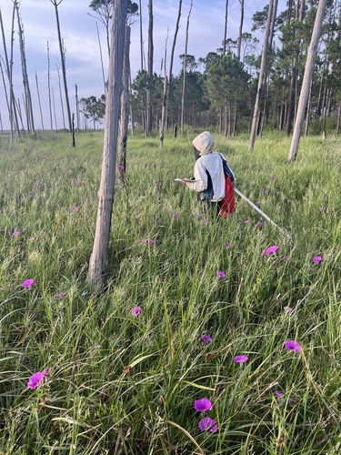 Ipomoea sagittata (Saltmarsh Morning-glory)