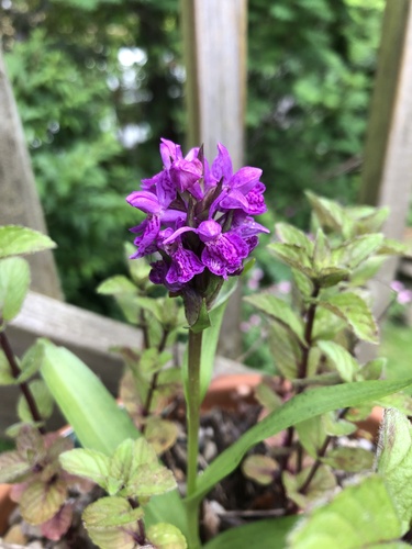 Dactylorhiza purpurella (Northern Marsh-orchid)